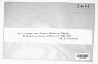 Ustilago nuda image